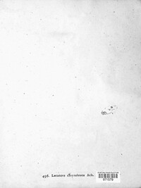 Omphalodina chrysoleuca image